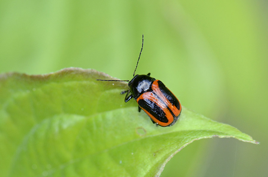 Cryptocephalus bipunctatus